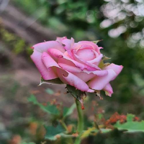 احسان خواجه امیری پیرهنم عطرتو یادش نمیره